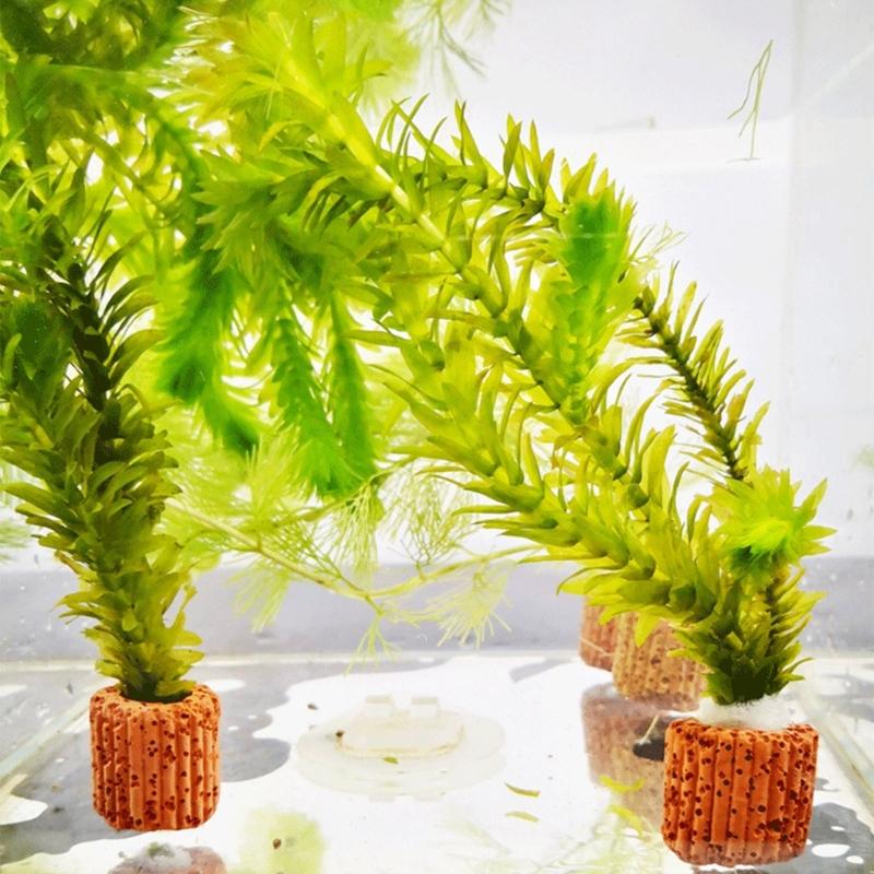 Emersed Plants Aquarium - QX2E Akvaryumlar Bitki Aquaponic Bitki Yetiştiriciliği