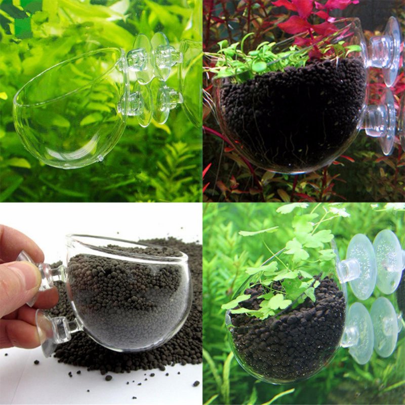 Aquarium Plant Seeds - Akvaryum asılı sucul bitki tohumları mercan