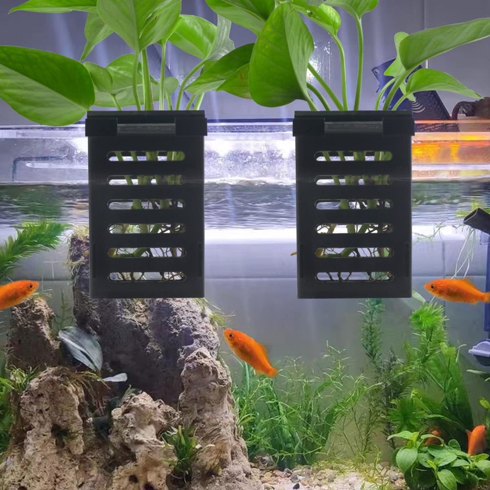 Su tesisi peyzaj akvaryum bitk - Emersed Plants Aquarium incelemesi ve fiyatı