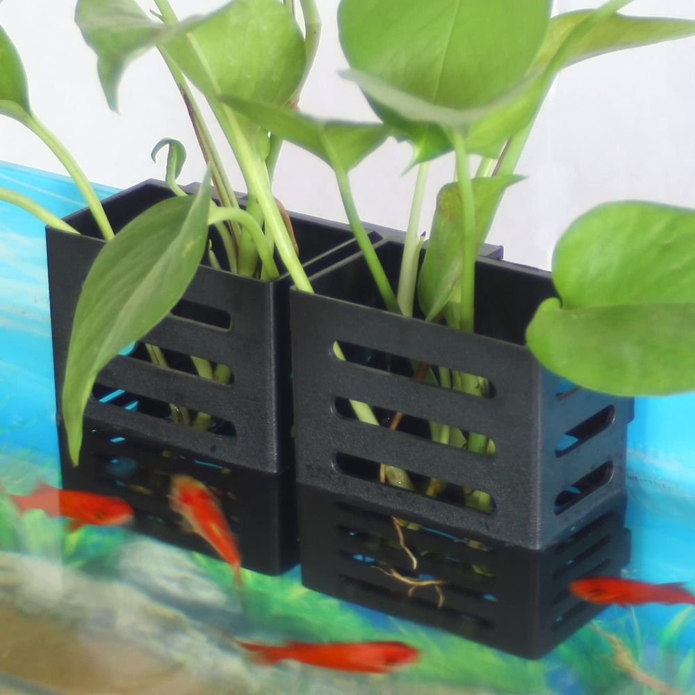 Su Bitkileri Peyzaj Akvaryum B - Emersed Plants Aquarium incelemesi ve fiyatı