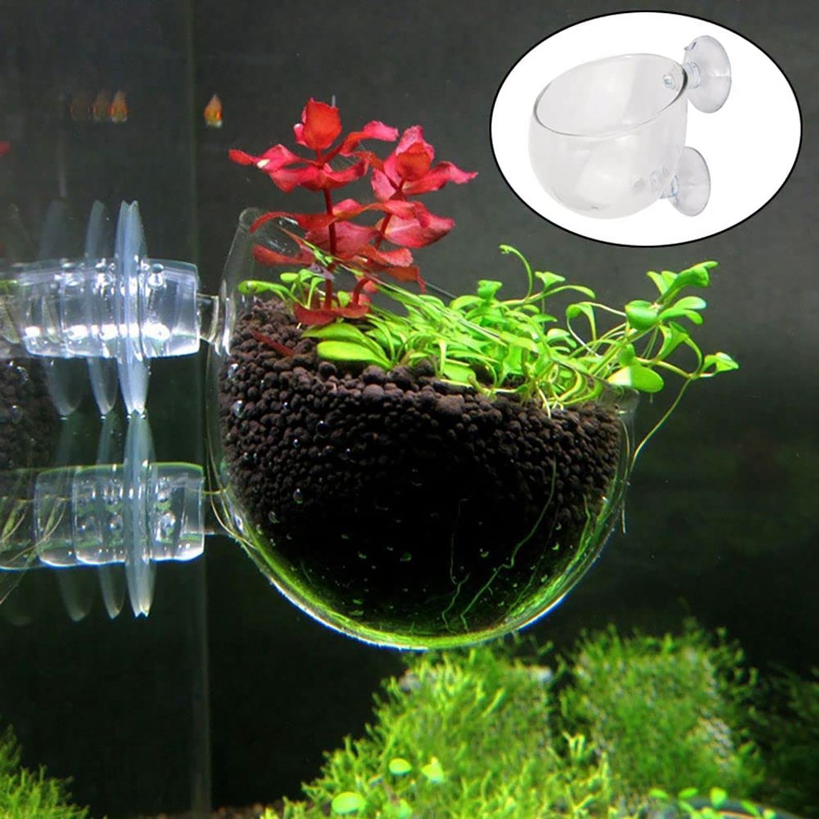 Akvaryum saksı cam silindir ba - Aquarium Plant Seeds incelemesi ve fiyatı