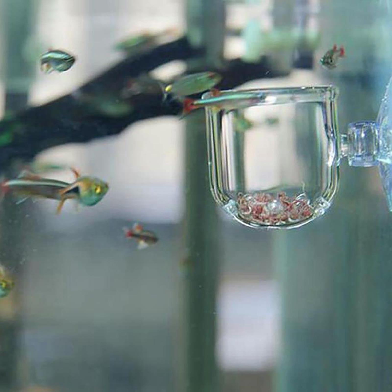 Akvaryum saksı cam silindir ba - Aquarium Plant Seeds incelemesi ve fiyatı