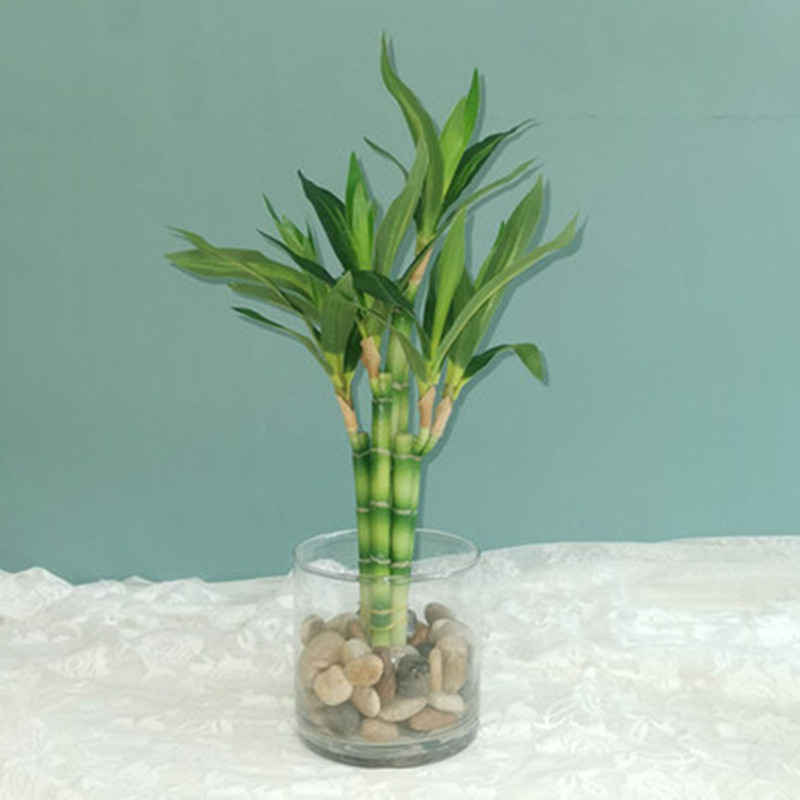 Yeni 40cm Yapay Şanslı Bambu S - Aquarium Plant Nursery incelemesi ve fiyatı