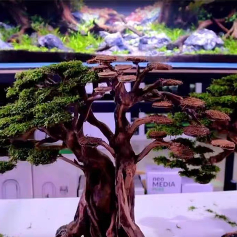 10 adet doğal hindistan cevizi - Aquarium Planted Background incelemesi ve fiyatı