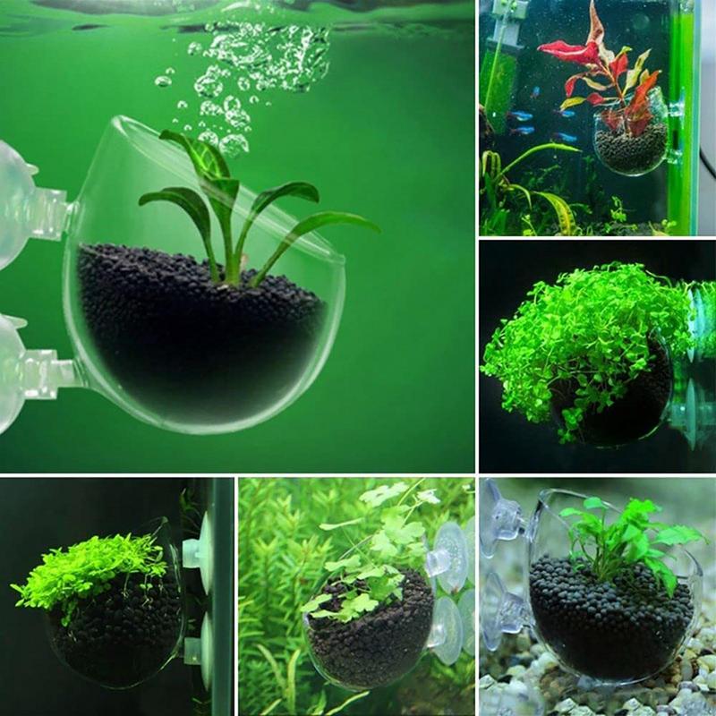 Akrilik sucul bitki fincan akv - Aquarium Plant Seeds incelemesi ve fiyatı