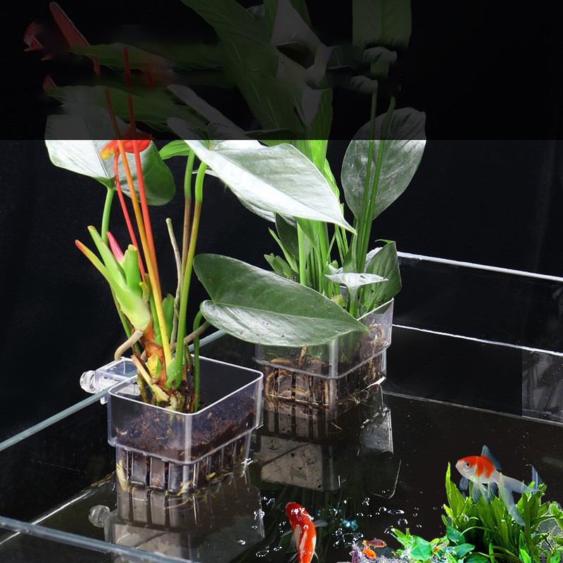 1 Adet Akvaryum Topraksız Bitk - Aquarium Plant Seeds incelemesi ve fiyatı
