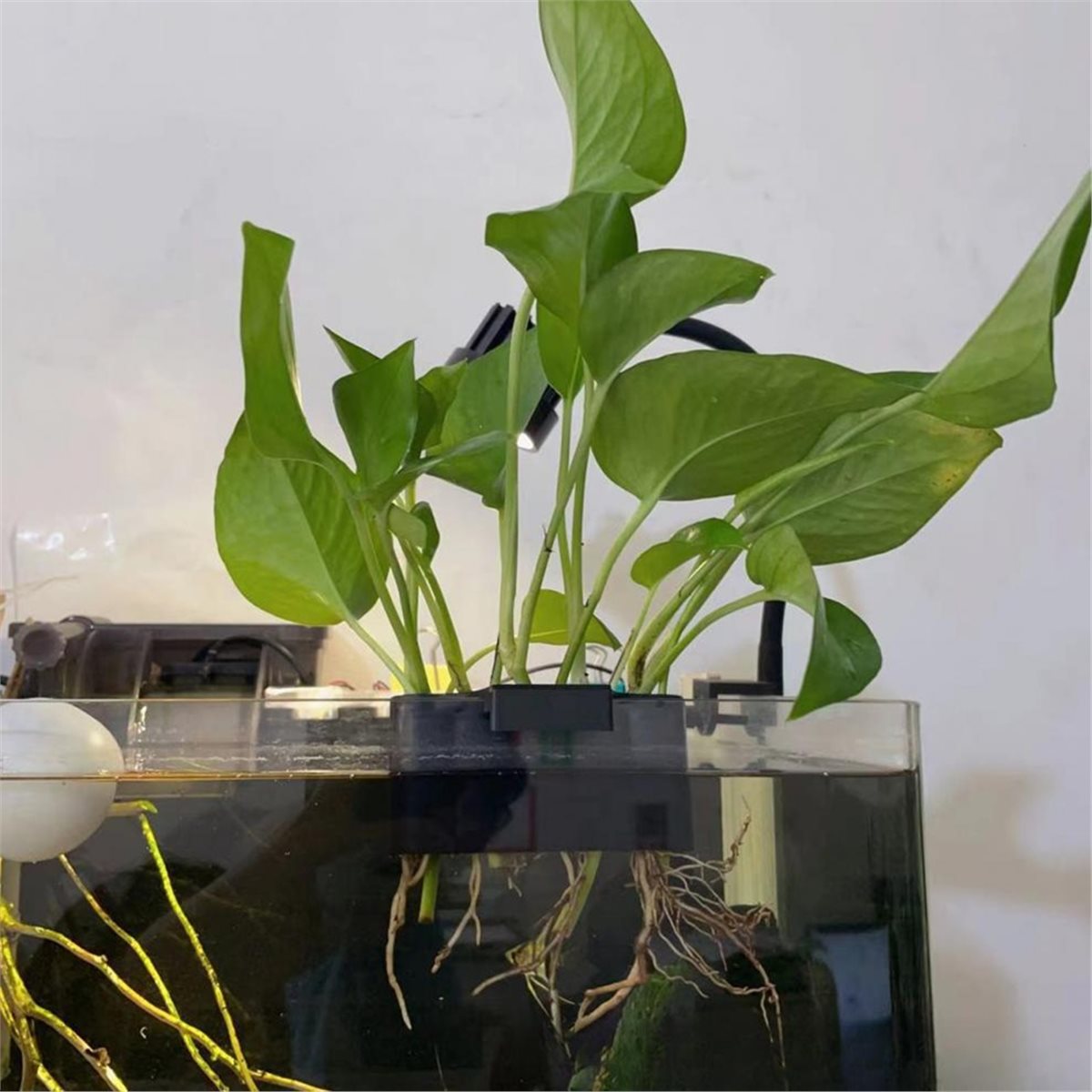 (ABAB) Akvaryum Bitki Tutucu A - Emersed Plants Aquarium incelemesi ve fiyatı