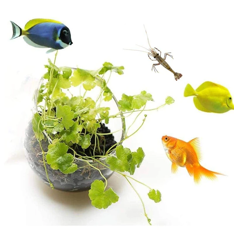 Yeni Akvaryum Bitki Saksısı Ca - Aquarium Plant Seeds incelemesi ve fiyatı