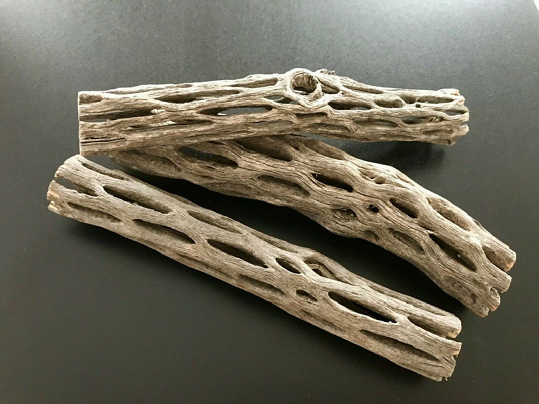 Organik/Doğal Akvaryum Cholla  - Aquarium Plant Seeds incelemesi ve fiyatı