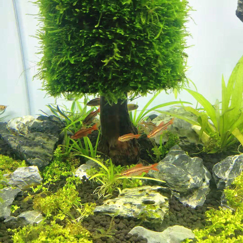 Akvaryum dekorasyon sucul bitk - Aquarium Plant Seeds incelemesi ve fiyatı