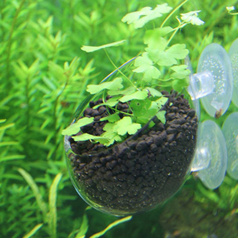 Akvaryum asılı sucul bitki toh - Aquarium Plant Seeds incelemesi ve fiyatı