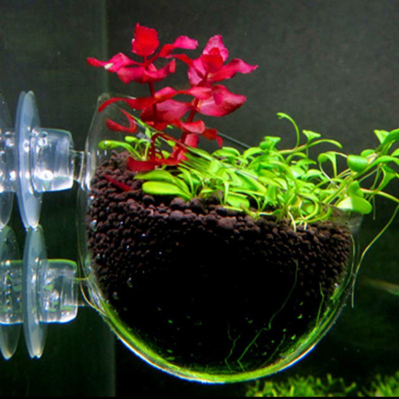 Akvaryum asılı sucul bitki toh - Aquarium Plant Seeds incelemesi ve fiyatı