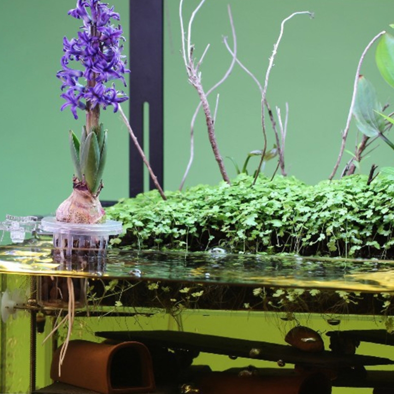 Akvaryum Bitki Standı Bitki Ye - Emersed Plants Aquarium incelemesi ve fiyatı