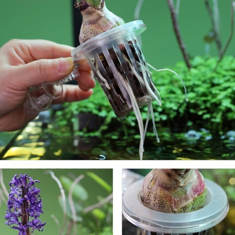 Akvaryum Bitki Standı Bitki Ye - Emersed Plants Aquarium incelemesi ve fiyatı